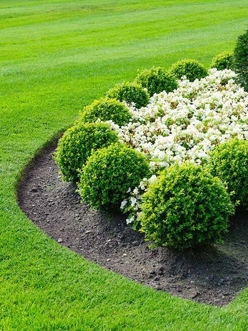 Lush lawn with manicured boxwoods and white flowers